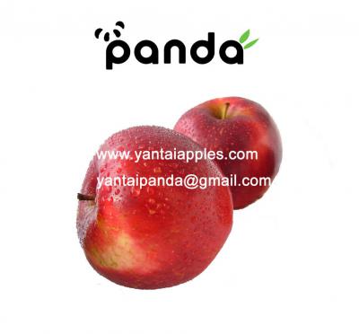 Fresh Qinguan Apple (Свежее яблоко)